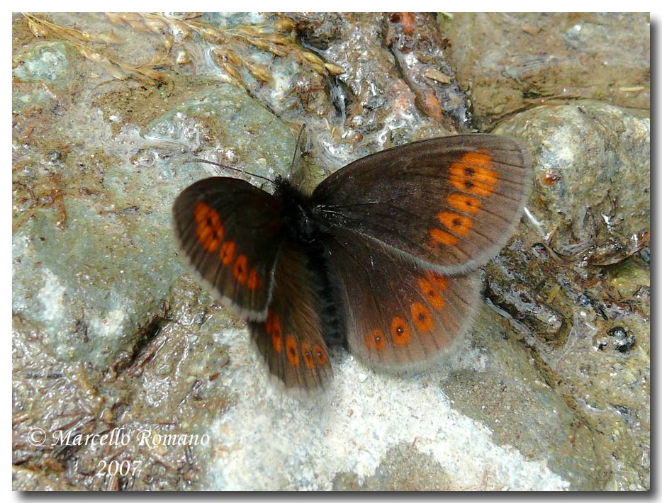 Erebia dagli occhi a mandorla: Erebia alberganus